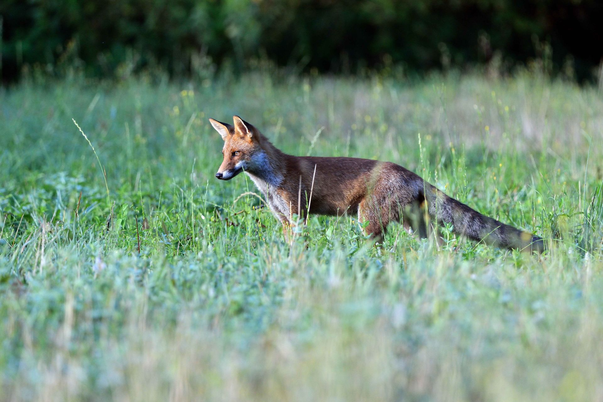 Renard