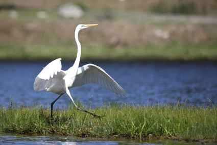 Aigrette